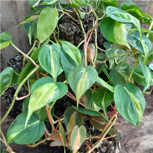 Philodendron Scandens 'Brazil'